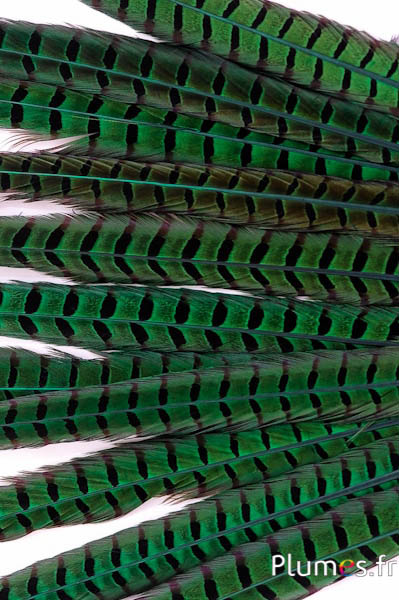 Faisan de Colchide - 35-45 cm - vert